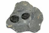 Two Beautiful Mrakibina Trilobites - Mrakib, Morocco #352624-1